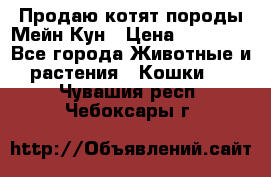 Продаю котят породы Мейн Кун › Цена ­ 12 000 - Все города Животные и растения » Кошки   . Чувашия респ.,Чебоксары г.